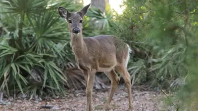 a baby deer standing next to some plants at The Ocean Pearl in Santa Rosa Beach