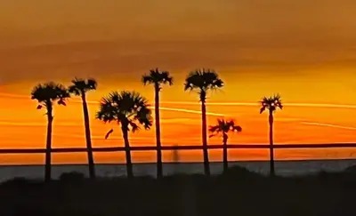 a group of palm trees in front of a sunset at Shores of Panama 415 condo in Panama City Beach