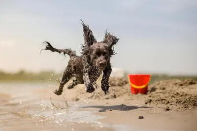 a dog playing in the sand on the beach at Pelican Walk 506 in Panama City Beach