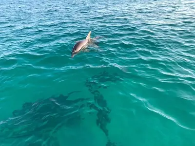 a dolphin swimming in the water next to a group of fish at Grand Panama 1005 - Tower Two - 2 bedroom - Large Deck with Gulf Views by Beach Haven Vacation Rentals in Panama City Beach