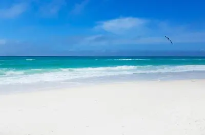 a bird flying over a beach with the ocean at Sunny Daze by Emerald Coast Retreats in Panama City Beach