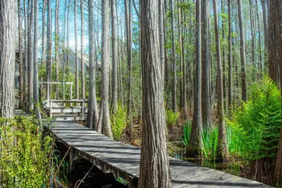 a wooden bridge in a forest with trees at Rise and Shine in Santa Rosa Beach