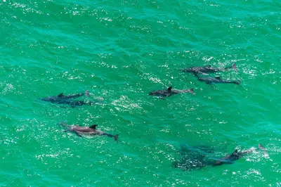 a group of dolphins swimming in the water at Churchill By The Sea 2308 in Santa Rosa Beach