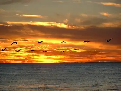 a flock of birds flying over the ocean at sunset at Edgewater W404 'Sandpiper' in Panama City Beach