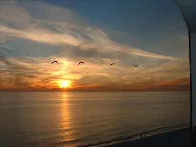 a group of birds flying over the ocean at sunset at Seychelles 1801 'Turtle Cay' in Panama City Beach