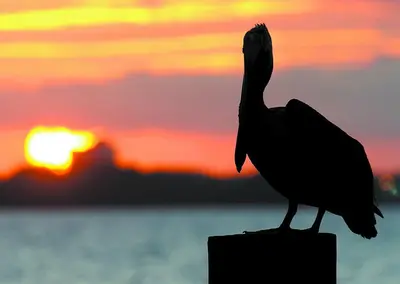 a bird sitting on a post with the sunset in the background at Tidewater 704 in Panama City Beach