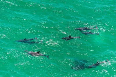 a group of dolphins swimming in the water at Calypso 1-2109 East in Panama City Beach