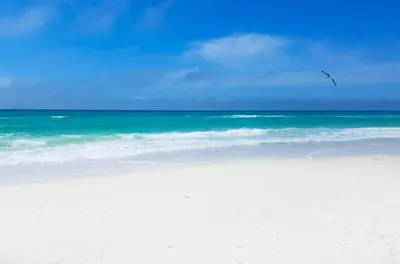 a bird flying over a beach with the ocean at Top of the Gulf 822 in Panama City Beach