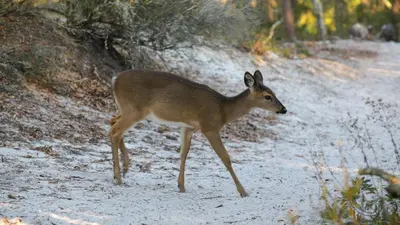 a deer walking down a dirt road at Beachcrest 703 in Santa Rosa Beach