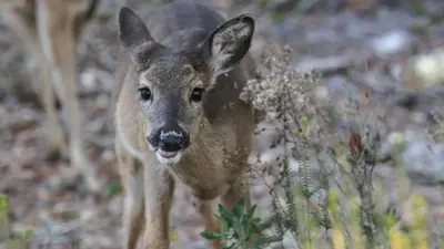 a baby deer is standing in a field at Southern Grounds in Santa Rosa Beach