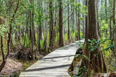 a wooden path through a forest with trees at Cassine Gardens 273- Kwitcherbeachin' in Santa Rosa Beach